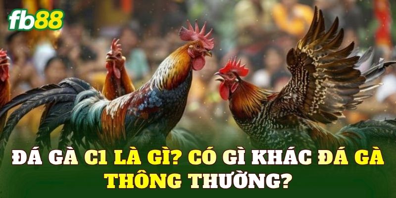 Đá gà C1 là gì? Có gì khác đá gà thông thường?