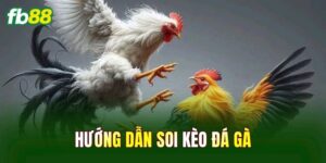 Hướng Dẫn Soi Kèo Đá Gà