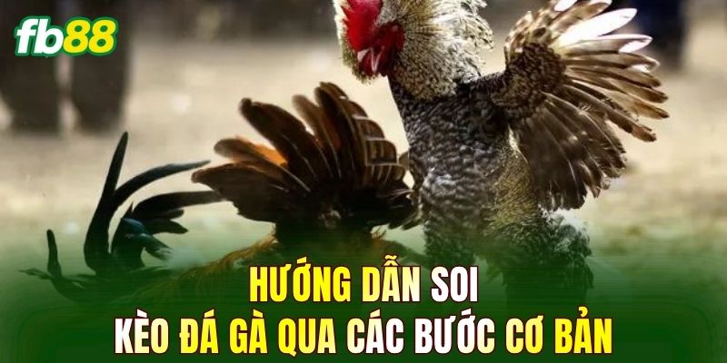 Hướng dẫn soi kèo đá gà qua các bước cơ bản