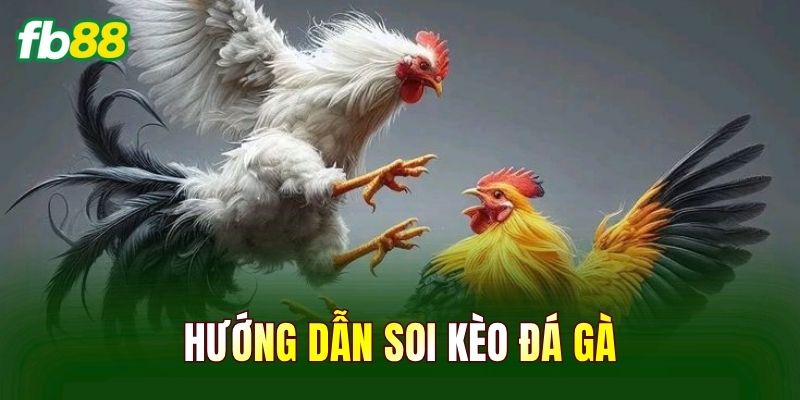 Hướng Dẫn Soi Kèo Đá Gà