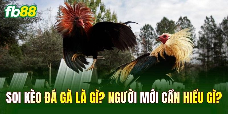 Soi kèo đá gà là gì? Người mới cần hiểu gì?